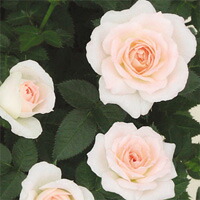 楽天市場 チュチュ オプティマ 3 5号 ミニバラ苗 バラ苗 花壇 花 バラ 薔薇 ミニバラ 種類 ガーデニング ミニバラ専門店 セントラルローズ