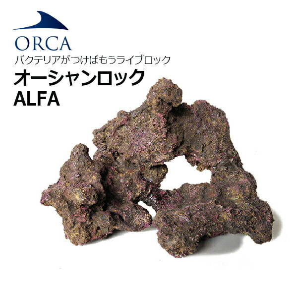 ばい菌がつけばもう ライブ鍵を掛ける！ORCA OCEAN ROCK ALFA綿津見鍵を掛ける アルファ １BOX入り口・入口 【お取寄せ商いもの】