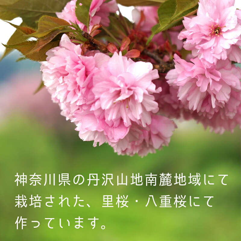 楽天市場 10 Off 桜花と桜葉の国産さくらパウダー 40g 桜色の華やかな食卓に エディブルフラワー 食用花 桜の花 桜の葉 さくら Sakura お菓子作り 料理 京都 宇治 ヤマサン 京都 宇治 ヤマサン