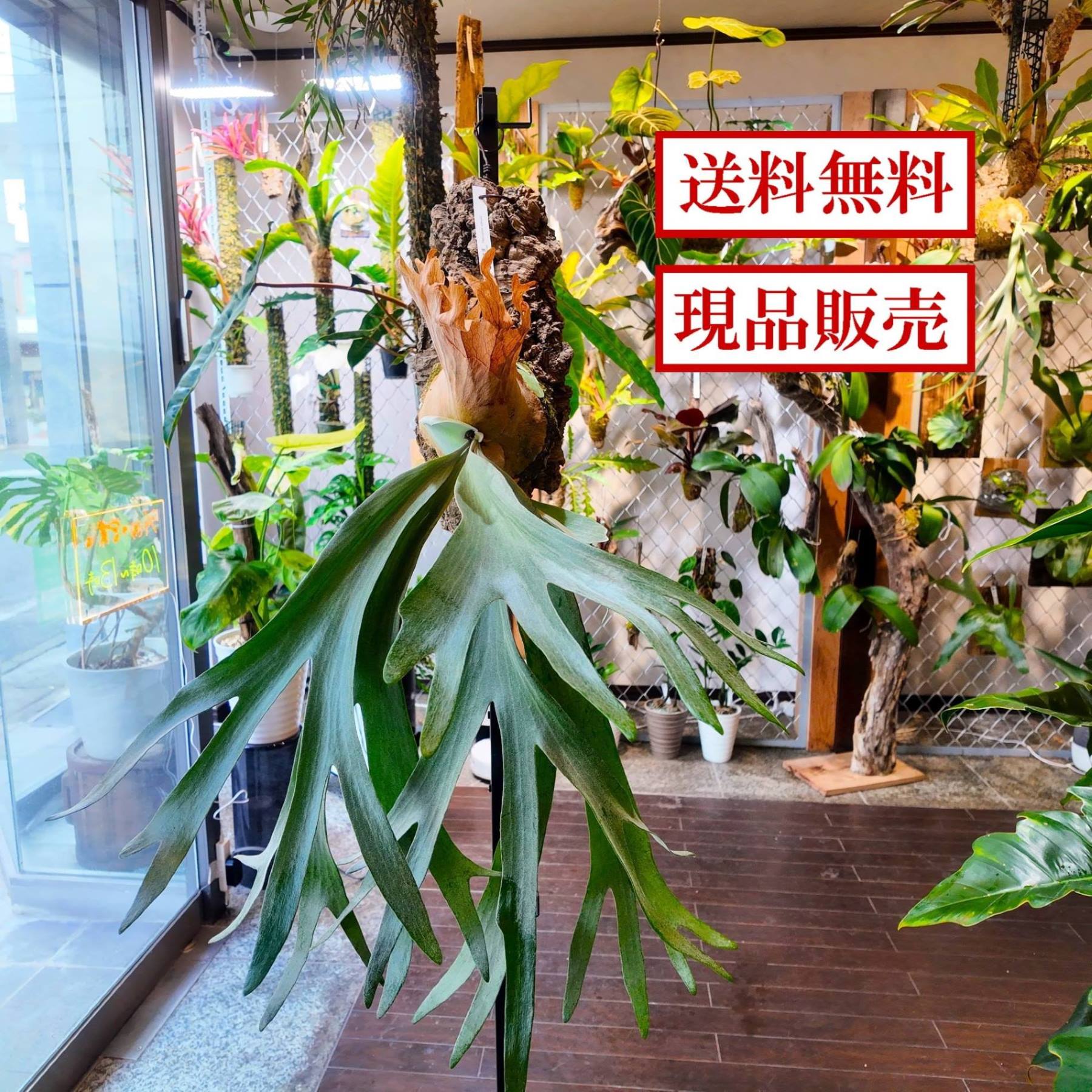 ビカクシダ ウィリンキー コルク付 ハンギング 高さ90cmx幅55cmx奥行55cm