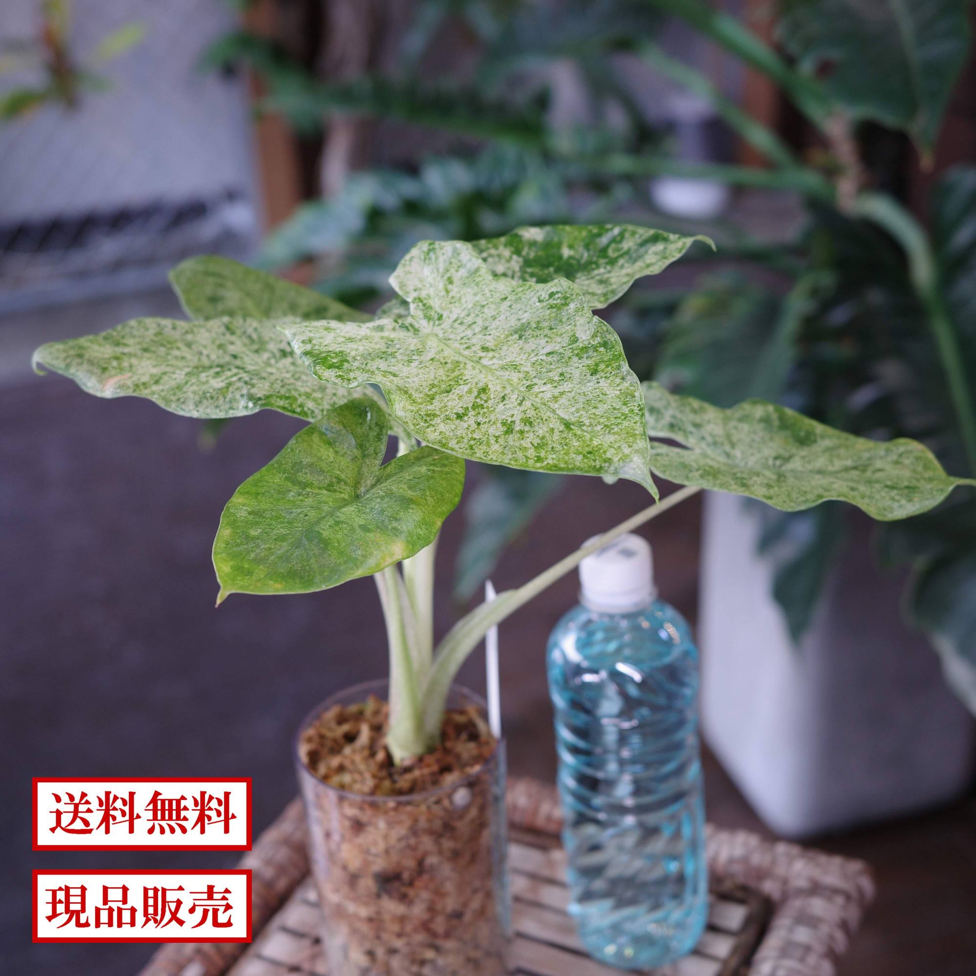 アロカシア オドラ バリエガータ バテッィク セミハイドロ アクリルボトル 高さ40cmx幅30cmx奥行30cm