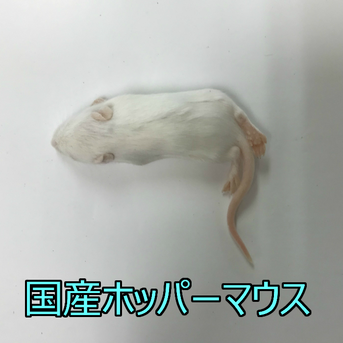楽天市場】国産冷凍アダルトマウス LLサイズ 10匹入り 冷凍 マウス 