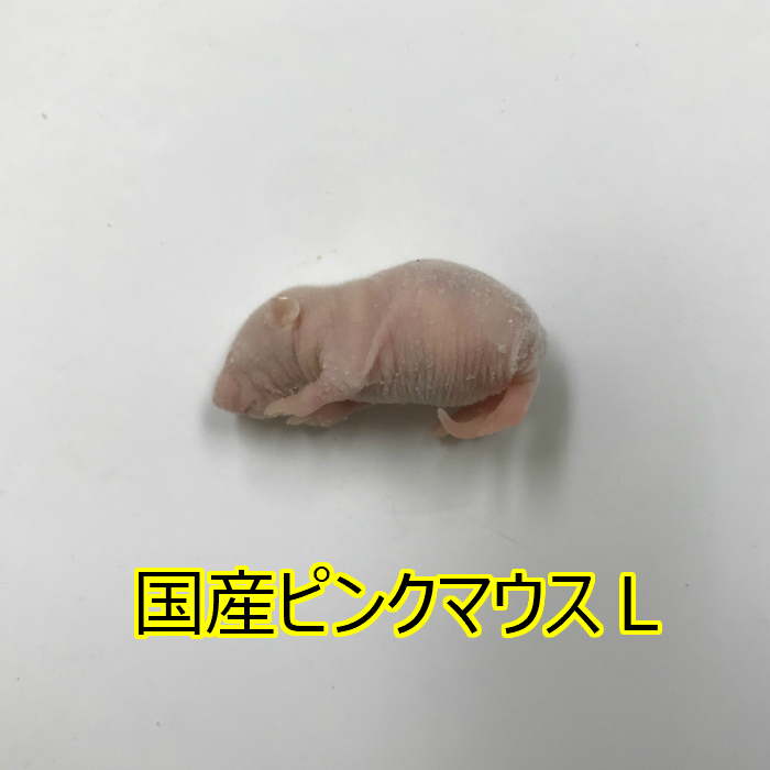 楽天市場】国産冷凍ピンクマウスMサイズ 10匹入り 冷凍 マウス 国産 1