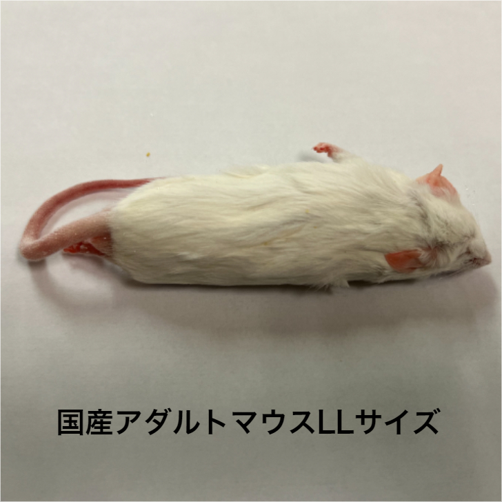 楽天市場】国産冷凍アダルトマウスLサイズ 10匹入り 冷凍 マウス 国産