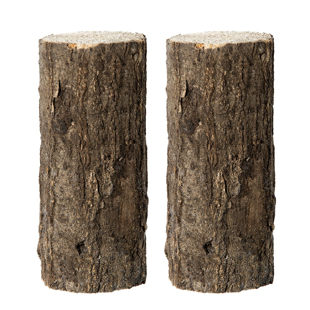 楽天市場】クワガタ産卵飼育 5点セット 関東当日便 : charm 楽天市場店