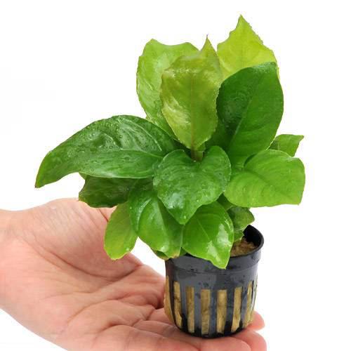 楽天市場】（水草）アヌビアス ナナ シックリーフ（1ポット） : charm