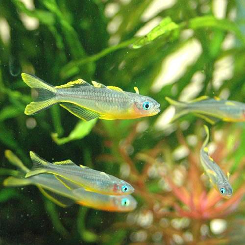 楽天市場】（熱帯魚）オレンジグリッター・ダニオ（4匹） 北海道