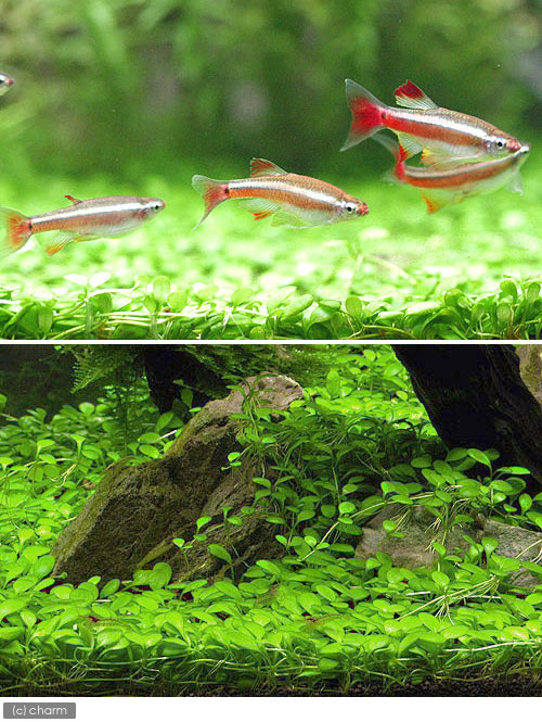 楽天市場 水草 水景セット ６０ｃｍ水槽用 グリーンロタラ ロタラ ロトンディ グロッソ 石ｍｌ 無農薬 本州四国限定 Charm 楽天市場店