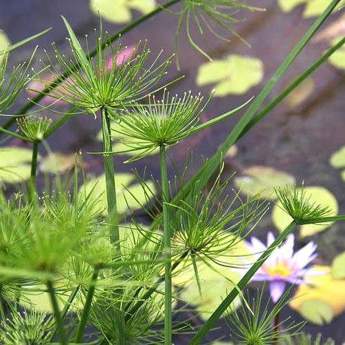 楽天市場 ビオトープ 水辺植物 ミニパピルス １ポット 湿性植物 Charm 楽天市場店