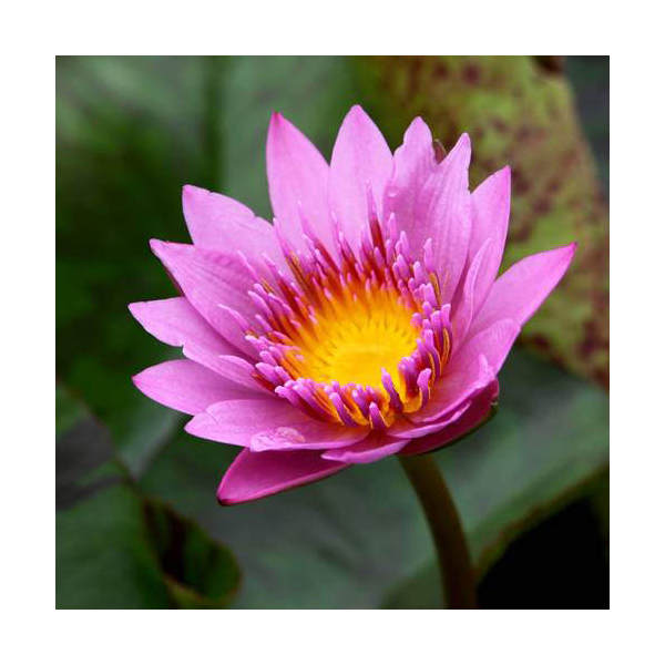 楽天市場】（ビオトープ）睡蓮 熱帯性睡蓮（スイレン）（淡桃