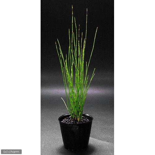 楽天市場 ビオトープ 水辺植物 ヒメトクサ 1ポット 湿生植物 Charm 楽天市場店 楽天市場 ビオトープ 水辺植物 ヒメトクサ 1ポット 湿生植物 Charm 楽天市場店