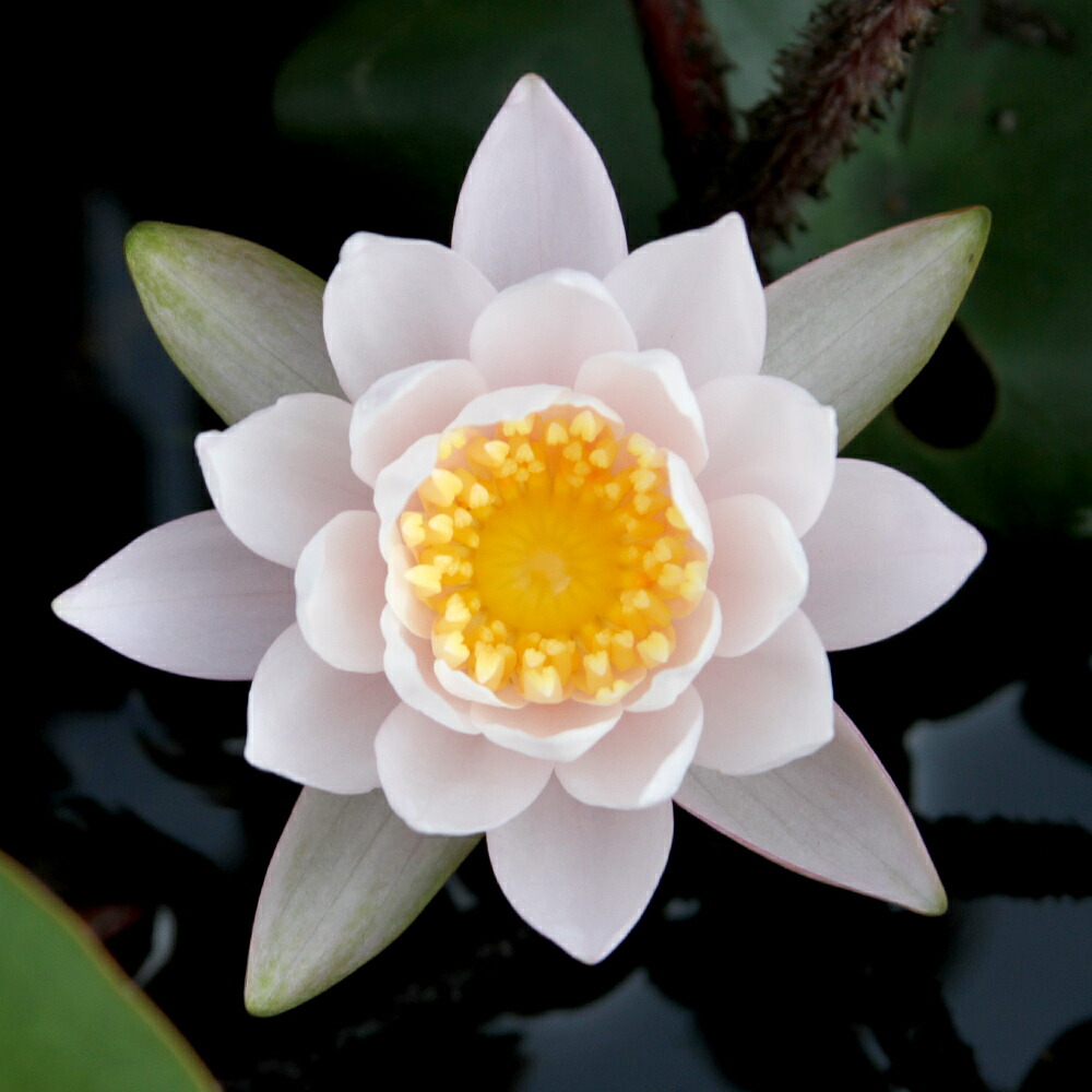 ビオトープ 睡蓮 温帯性睡蓮 スイレン 桃 オドラータ シャウ ポット Giosenglish Com