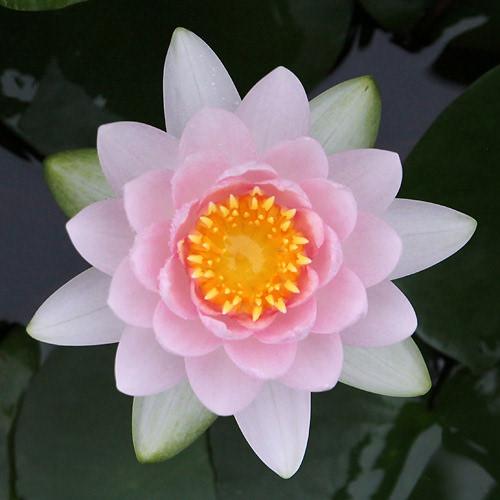 あ*3様 熱帯睡蓮　Wichitra バルブ苗　8月20日まで出品 セール中 あ*3様 熱帯睡蓮 Wichitra バルブ苗 8月20日まで出品 セール