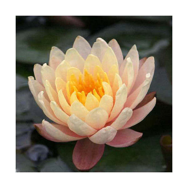 楽天市場】（ビオトープ）睡蓮 温帯性睡蓮（スイレン）（桃） ピンク