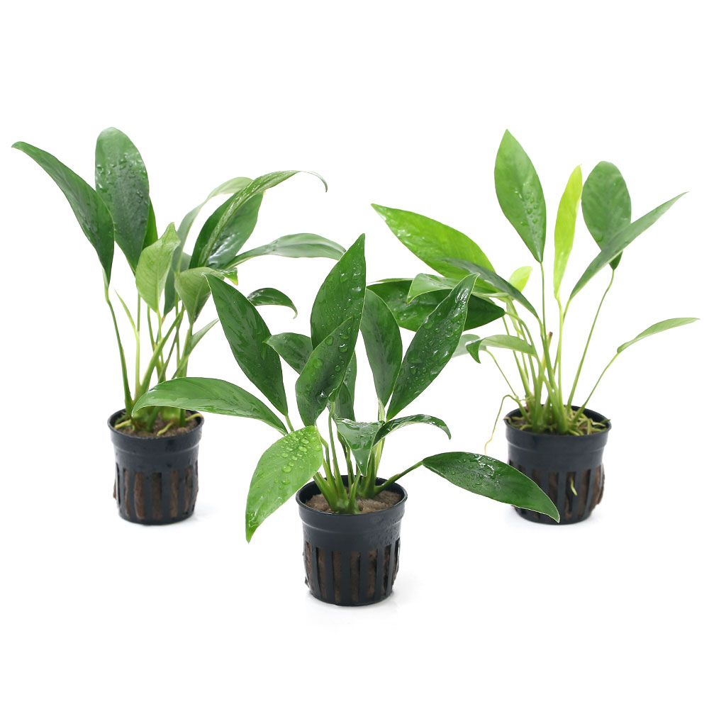 楽天市場 水草 アヌビアス コンゲンシス １ポット分 Charm 楽天市場店