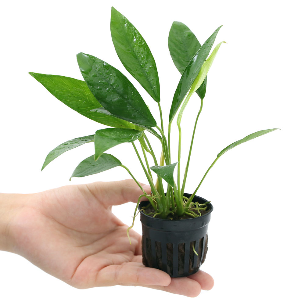 楽天市場 水草 アヌビアス コンゲンシス １ポット分 Charm 楽天市場店