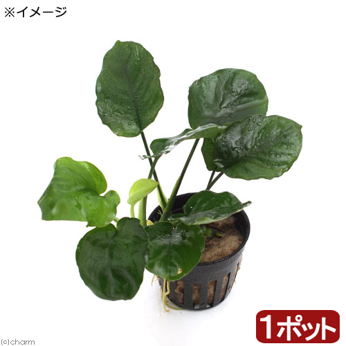 楽天市場】（水草）アヌビアス キングコング（水上葉）（1