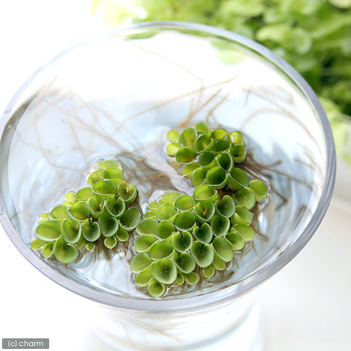 楽天市場 浮草 サルビニア ククラータ 無農薬 ３株 Charm 楽天市場店