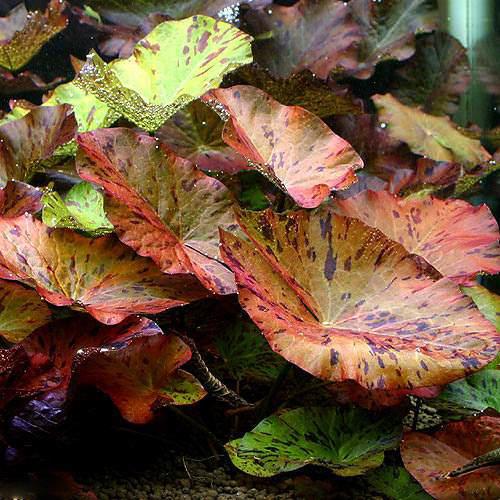 楽天市場】（水草）タイガーロータス 1997 ギニア便（水中葉）（無