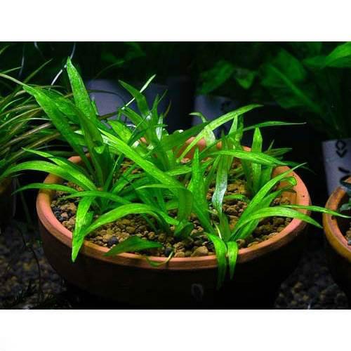 水草 チェーンアマゾン 水中葉 ３株 新規購入 無農薬 人気 おすすめ