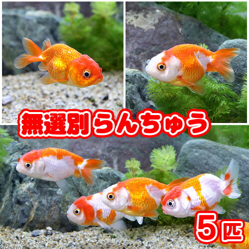 国産金魚）よりなし（無選別）らんちゅう 素赤〜更紗（５匹）【1ページ】｜Ｇランキング