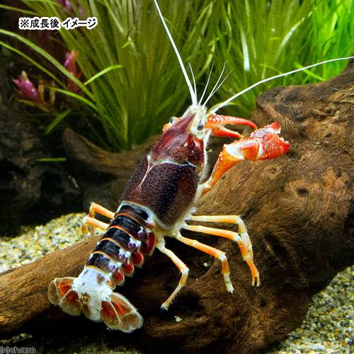 （ザリガニ） ゴースト （１ペア） Ｌサイズ 北海道航空便要保温 アメリカザリガニ 沖縄別途送料