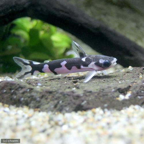 驚きの値段 熱帯魚 ホルスタイン タティア １匹 北海道 九州航空便要保温 沖縄別途送料 数量限定 Arro Studio Com