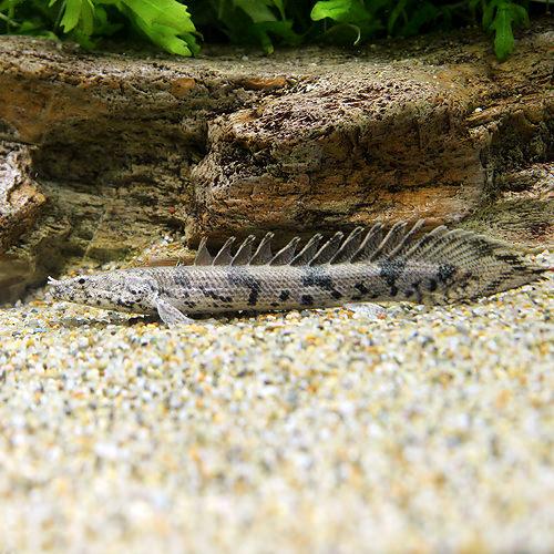 楽天市場 熱帯魚 ポリプテルス エンドリケリー エンドリケリー ｓサイズ 国産ブリード １匹 北海道 九州航空便要保温 Charm 楽天市場店