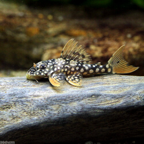 楽天市場】（熱帯魚）オパールドット・マグナムプレコ（ブリード）（１匹） 北海道・九州航空便要保温 : charm 楽天市場店