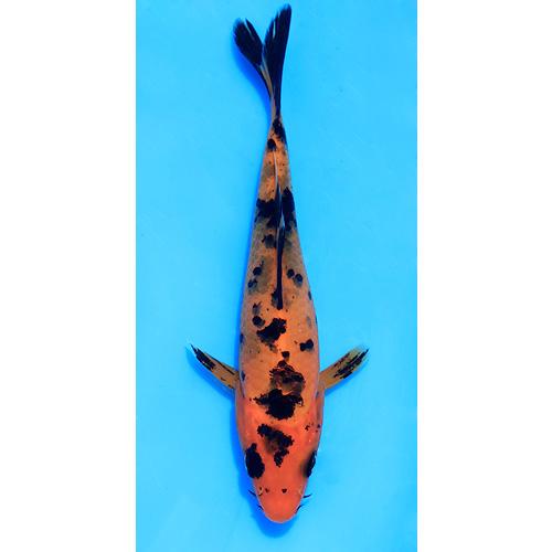 楽天市場】【12／1限定】当選確率2分の1！1等最大100