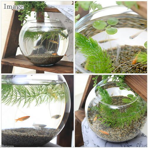 楽天市場 めだか メダカリウム メダカミックスと浮き草 飼育セット 初心者 本州四国限定 お一人様２点限り Charm 楽天市場店