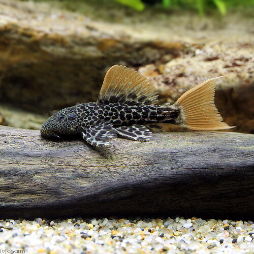（熱帯魚）スーパーオレンジフィンレオパード・トリム　ソリッドテール　ローライマ（ブリード）（１匹）　沖縄別途送料　北海道・九州航空便要保温