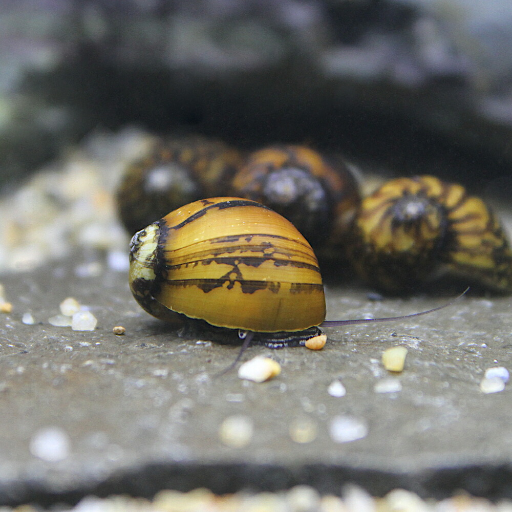 エビ 甲殻類 ムラクモカノコ貝 匹 北海道航空書簡必要保温 Doorswindowsstairs Co Uk