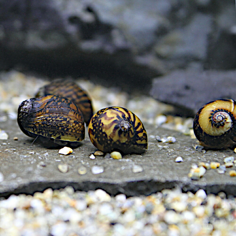 エビ 甲殻類 ムラクモカノコ貝 匹 北海道航空書簡必要保温 Doorswindowsstairs Co Uk