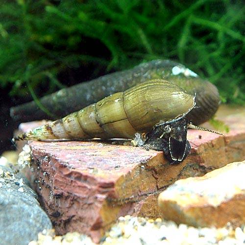 エビ 貝 スネール スレンダートランペット