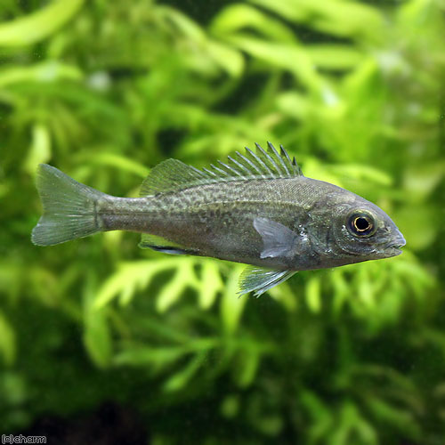 楽天市場】（熱帯魚）オーストラリアン・シーパーチ（バラマンディ