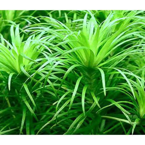 楽天市場】（水草）ホシクサsp．スラウェシ（水上葉）（無農薬）（1