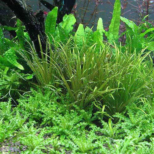 （水草）ブリクサ　ショートリーフ（無農薬）（２株分）