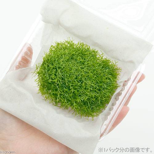 楽天市場 水草 リシア 無農薬 １パック分 Charm 楽天市場店