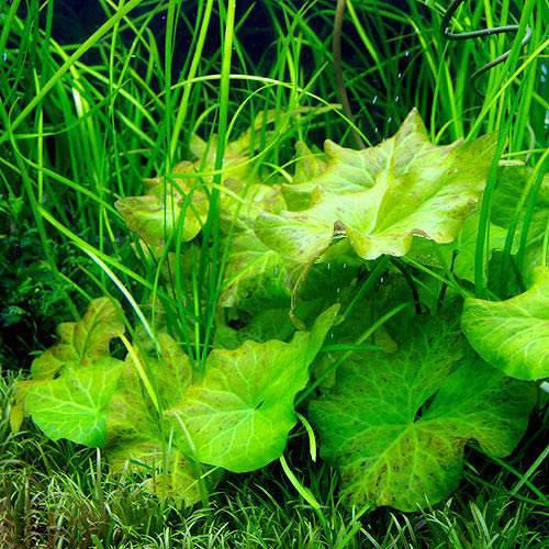 楽天市場】（水草）タイガーロータス 1997 ギニア便（水中葉）（無