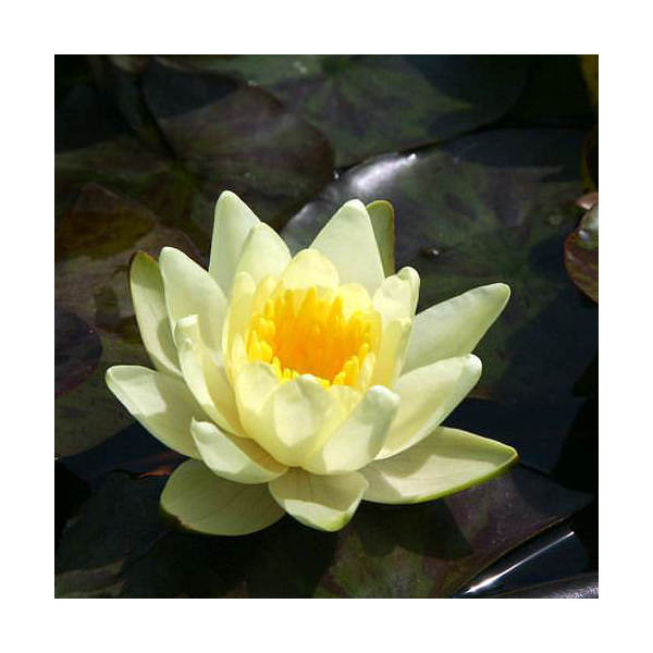 楽天市場】（ビオトープ）睡蓮 熱帯性睡蓮（スイレン）（淡桃〜水色