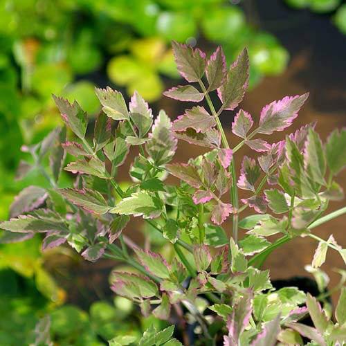 楽天市場 ビオトープ 水辺植物 アケボノセリ １ポット 湿生植物 Charm 楽天市場店