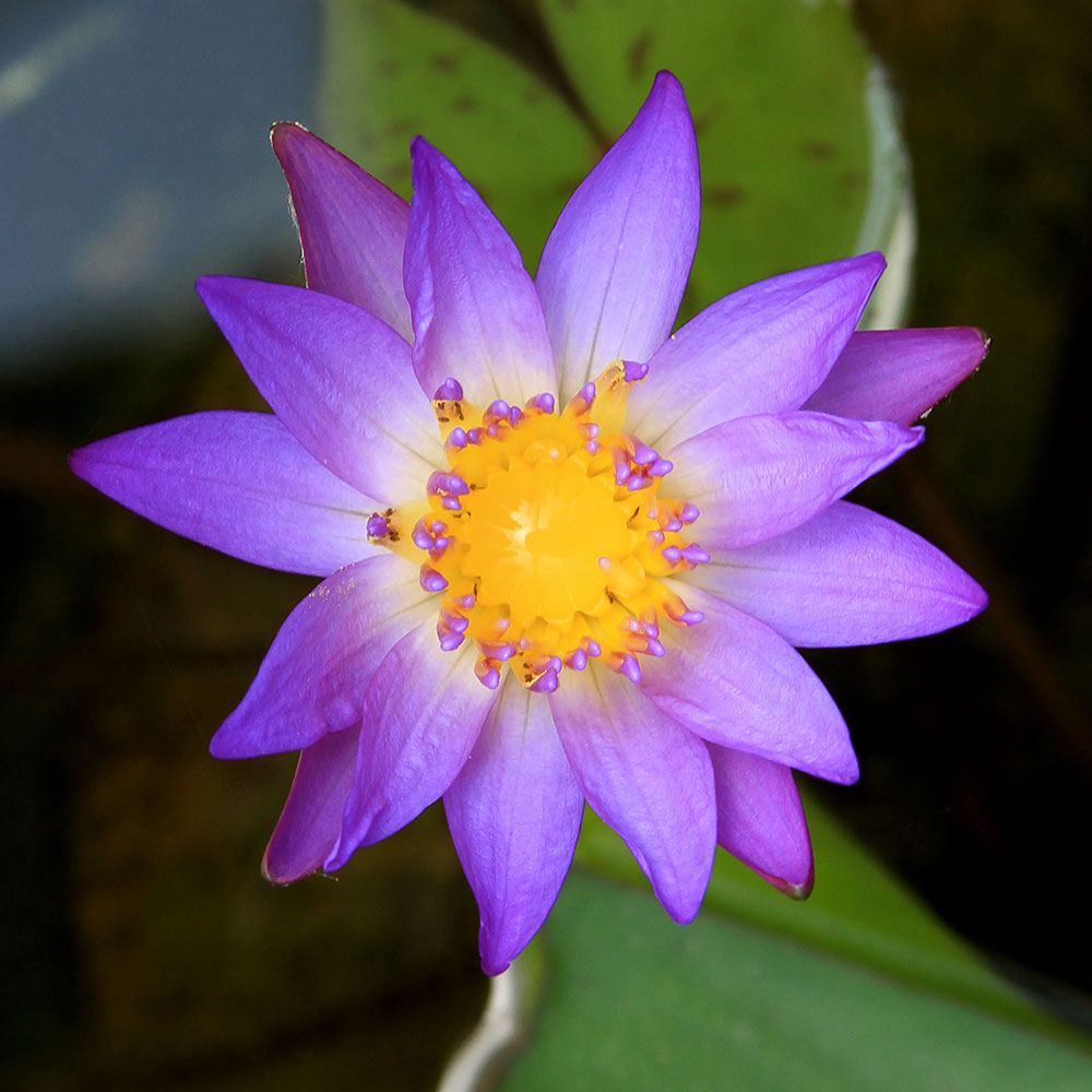 楽天市場】（ビオトープ）睡蓮 熱帯性睡蓮（スイレン）（淡桃〜水色