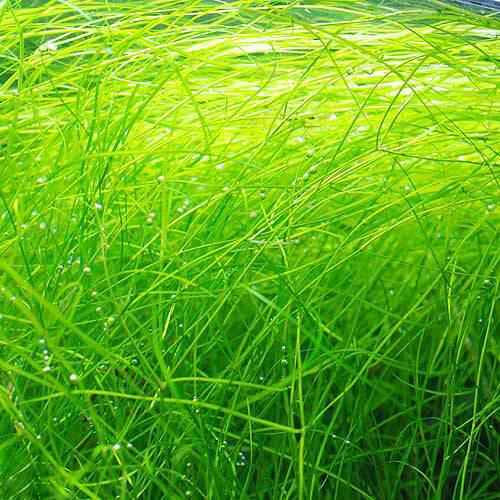 (水草)ポタモゲトン オクタンドルス(無農薬)(5本) 北海道航空便要保温 (水草)ポタモゲトン オクタンドルス(無農薬)(5本) 北海道航空便要保温