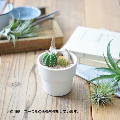 楽天市場 ｄｅｃｏｒａｔｉｏｎ ｓａｎｄ 水で固まる砂 ホワイト １５０ｇ 関東当日便 Charm 楽天市場店