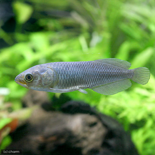 （熱帯魚）ヘテロティス（１匹）　北海道航空便要保温｜charm 店