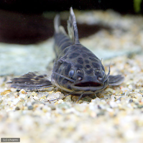 在庫有 熱帯魚 スカイブルーキャット ジャガーキャット １匹 沖縄別途送料 北海道 九州航空便要保温 人気が高い Lexusoman Com