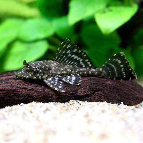 楽天市場 熱帯魚 クィーンインペリアルタイガー プレコ ｓサイズ ブリード １匹 北海道 九州 沖縄航空便要保温 沖縄別途送料 Charm 楽天市場店