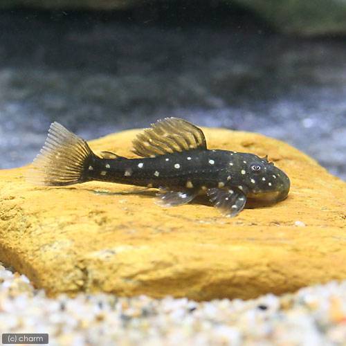 （熱帯魚）ゴールデンアンジェリカス・プレコ　Ｓサイズ（ブリード）　北海道航空便要保温｜charm 店