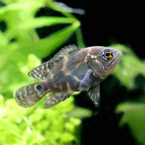 熱帯魚 オスカー マラジョー ｓサイズ ワイルド １匹 北海道 九州航空便要保温 沖縄別途送料 正規品質保証